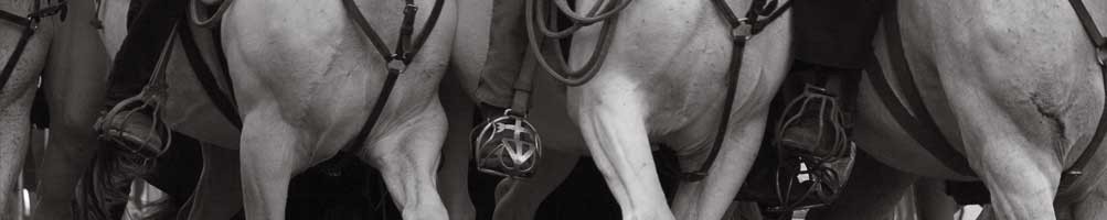 Matériel du cavalier | Sellerie Mailhan