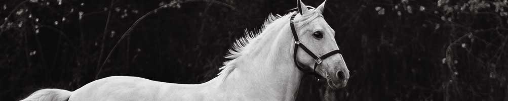 Matériel pour les chevaux | Sellerie Mailhan